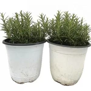 베하몰 실내 화초 1+1 로즈마리 중품 허브 약25cm/식물/키우기/씨앗/기르기/반려식물/만들기/꽃/좋은/거실