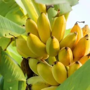 [나무팜]몽키바나나나무 화분(키30-40cm내/6치화분포함)몽키바나나묘목 열대과일식물 조경용 관상용 반려식물