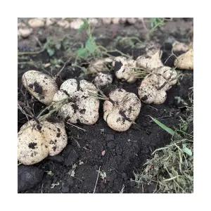 진관상사 제주 히카마 감자 로얄 5kg 진짜 먹거리