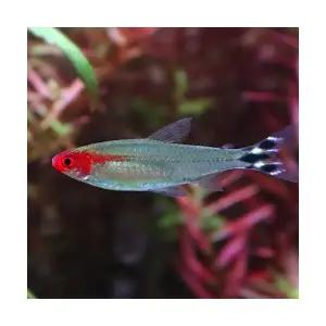 러미노즈 테트라 (5마리)