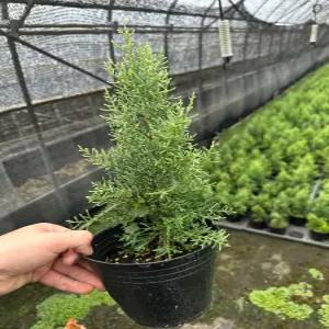 다목농원 썰프레아 셀프레아 5치 삽목 포트묘