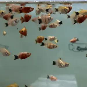 [주니멀열대어][난태생] 타이거 미키마우스 플래티 3마리관상어