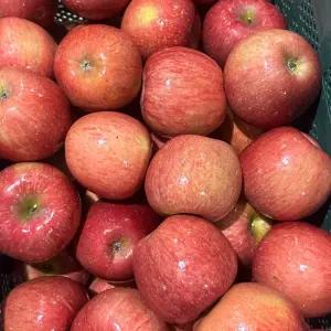 경북 청송 부사 못난이 중대과 10KG(25-50과 내외) 청송 사과