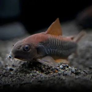 티아쿠아 코리도라스 베네수엘라 블랙 1마리