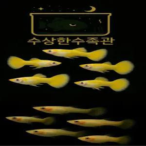 [수상한수족관] [ 구피 ] 옐로우 구피 수컷5+암컷5 1세트 / 10마리 / 랜덤발송