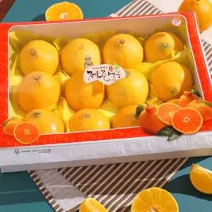 제주 제철 황금향 가정용 선물용 노지 2kg 3kg 한라봉 감귤