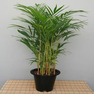 [소나무길] 대형아레카야자 아래카야자 공기정화 1027