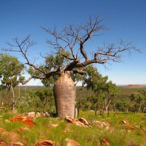 그레고리 바오밥 나무 씨앗 5립 / 열대나무 종자 희귀씨앗