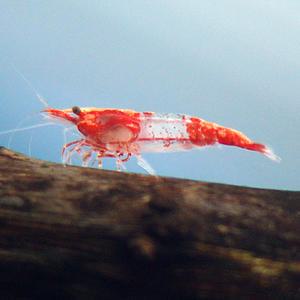 미미네아쿠아 물고기 레드릴리 새우 4마리