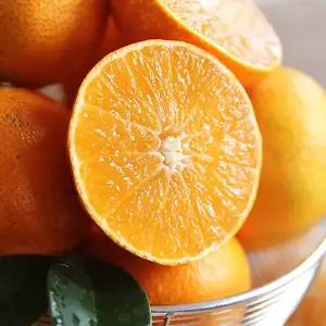 제주 노지 황금향 4.5kg 혼합과 20~45과 내외