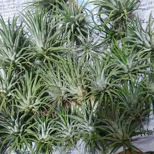 10개 식물도매 대량구매 이오난사 대형  7~12cm 틸란드시아 수입식물