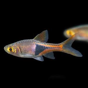 티아쿠아 열대어 라스보라 헤테로몰파 4마리 관상어