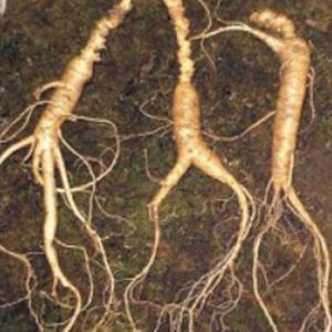 [HYD4H33N_55]장뇌삼 작물 품종 종자 국내종자 200립