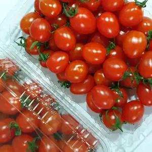 [이가네과일야채] 대추방울토마토 1kg,2kg내외