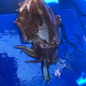 리비에라 홈볼트 아에르 수평에기 UV케이무라 바늘 55mm 70mm 싱킹 플로팅 타입