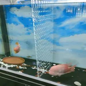 어항 격리 칸막이 아크릴 수족관 분리대 투명 파티션 보드