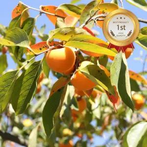 국내산 가정용 청도반시 5kg