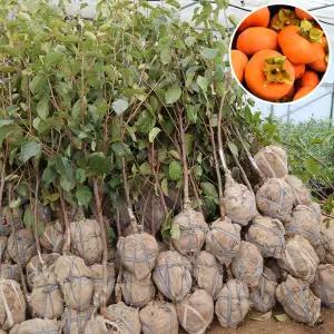 태추단감 감나무 묘목 4년생 5년생 R3점 유실수 과수 재배 수확 감키우기 원예 화단 텃밭 조경용