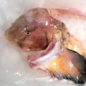 대천항 손질 물메기 생물 1마리 (손질후 700g~1kg 내외)