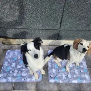 시원한 강아지 아이스 쿨매트 쿨방석 얼음 패드 (WFFONN2)