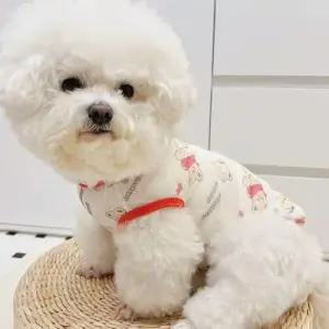 강아지 여름 옷 메쉬 티셔츠 실내복 외출복 반려동물 WFI0K5G