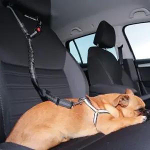 반려견 차량용 안전 목줄 헤드레스트 고정벨트 (WFKOL57)