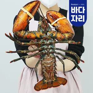 [바다자리]살아서 도착하는 활랍스타 1마리 (1kg)