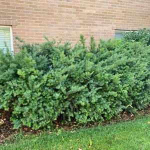 눈주목 키40cm 2개 주목나무 정원수 울타리용