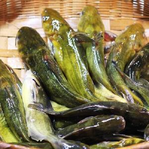 깨끗하게 손질한 자연산 빠가사리 1kg  매운탕소스  추가구성 국내산민물고기