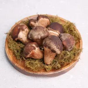 산지직송 무농약 참송이버섯 가정용 1kg