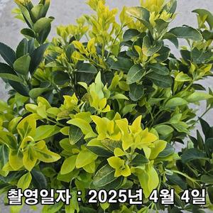 [나무생각]착한가격 나무생각 / 황금사철 / 8치 포트/ 독립수