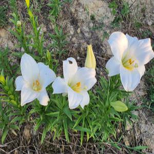 국내산 백합(흰색) 구근 10구