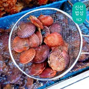 홍가리비 4kg 80미 내외