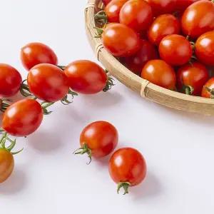 [작심밀도]달곰 대추방울토마토2kg 소과(4-5번) / 산지직송