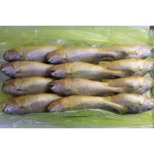 냉동 부세조기 3.4kg 12미 특대