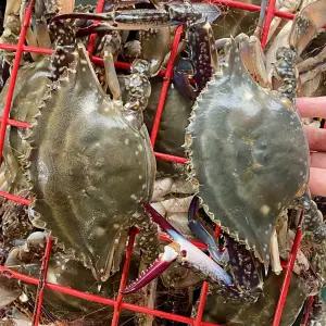 제철 가을 서해안 태안 활 꽃게 암수혼합 암꽃게 숫꽃게 1kg