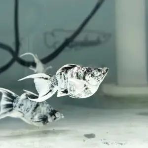 [주니멀열대어][난태생 보석눈몰리 ] 제브라 블루아이 몰리 1쌍관상어