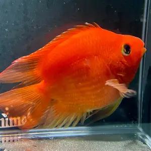 [주니멀열대어]키우기쉬운[시클리드]레드 혈앵무 8cm내외관상어