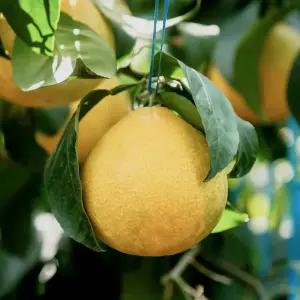 낭그늘 제주 황금향 중소과 3kg 5kg