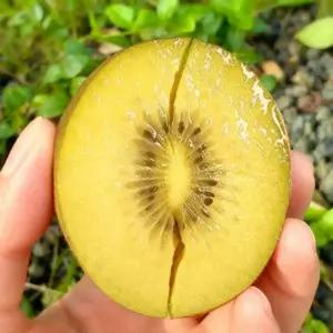 청정 제주 골드키위 건강한 고당도 과일 2kg (33과이상/한입꼬마)