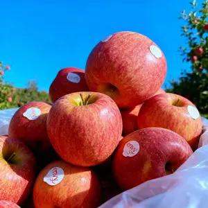 과즙 팡팡 탐스러운 프리미엄 엔비사과 2kg (9과내외) 팬시