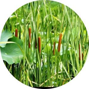 부들/수생식물/가습효과/공기정화/연못