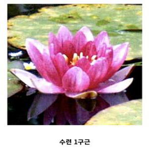 [신세계수족관] 수생식물 수련 1구근