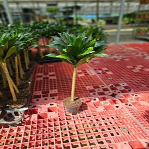 키카큰 롱 콤팩타 외목대 드라세나 콤팩타 콤펙타 중품 50-70cm 119