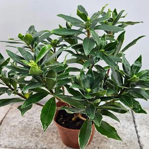 천리향(한목대) 향기가 천리까지 간데요 높이30~40cm