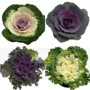 꽃양배추 꽃배추 잎모란 겨울 식물 화분 모종 노지월동 야생화 정원 화단