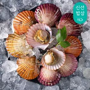 통영 제철 싱싱한 활 홍가리비 3kg