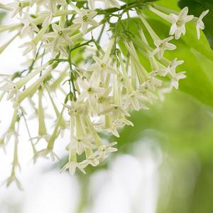 꽃모종 자스민 아래향나무 10cm분 3 개 KS