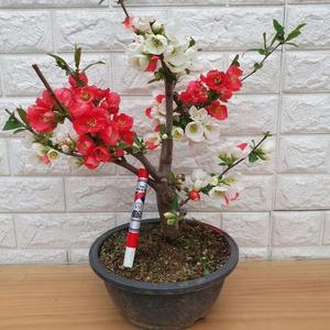 일월성 명자나무951