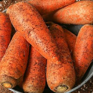 [장터할매]국내산 흙당근 5kg 10kg(상품/중품/쥬스용) 주스용 반찬용